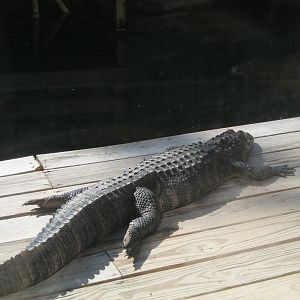 Alligator Alley- Gator on the Deck