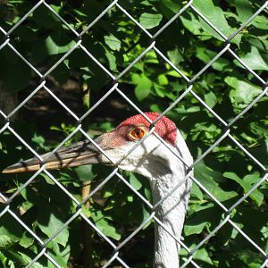 Alligator Alley- Sandhill Crane