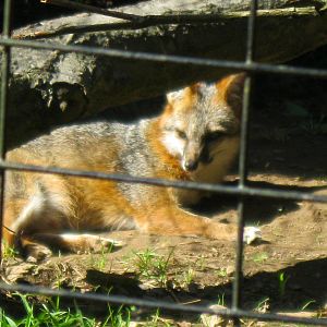 Alligator Alley- Gray Fox