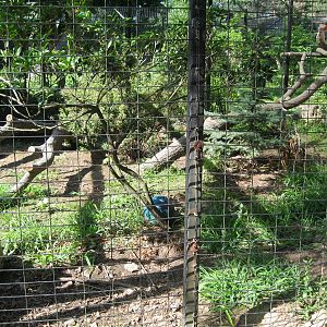 Alligator Alley- Gray Fox Exhibit