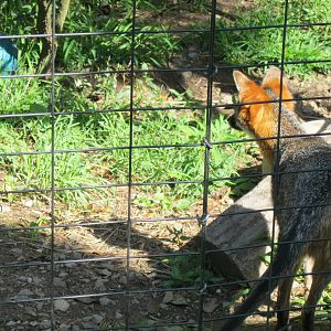 Alligator Alley- Gray Fox