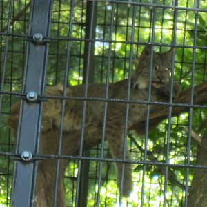 Predators- Sasquatch Sighting!