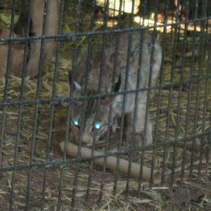 Predators- Canada Lynx Enrichment
