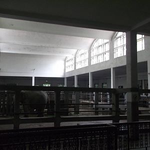 Elephant house from the side