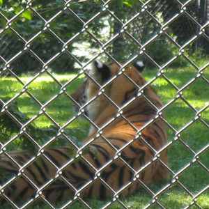 Predators- Amur Tiger