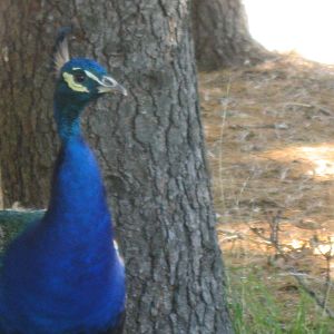Indian Peafowl