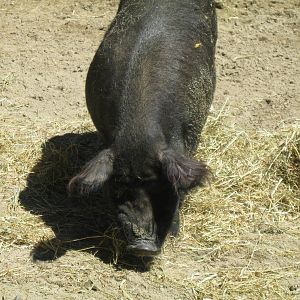 New England Farmyard- Guinea Hog