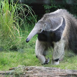 Giant Anteater Bliss 21 July 2012