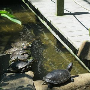 Alligator Alley- Turtles