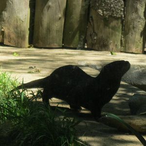 Alligator Alley- North American River Otter