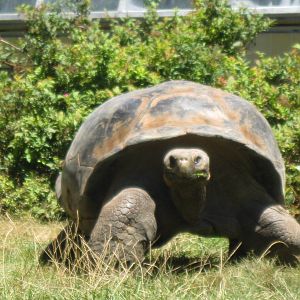Giant Tortoise
