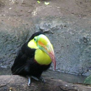 South American Rainforest- Keel-Billed Toucan
