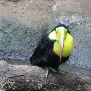 South American Rainforest- Keel-Billed Toucan