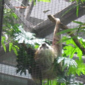 South American Rainforest- Two-Toed Sloth