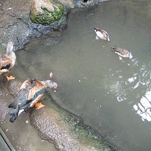 South American Rainforest- Feeding Time