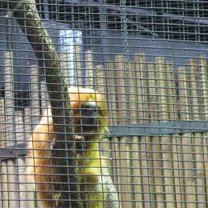 South American Rainforest- Golden-Lion Tamarin