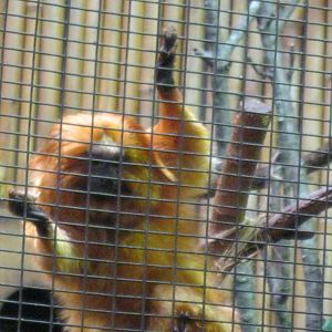South American Rainforest- Golden-Lion Tamarins