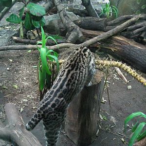 South American Rainforest- Kuma the Brazilian Ocelot