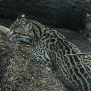 South American Rainforest- Brazilian Ocelot