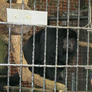 South American Rainforest- Rosario the Black Howler