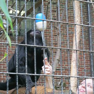 South American Rainforest- Howler Monkey Training