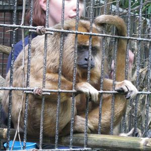 South American Rainforest- Oldest Howler Monkey in World