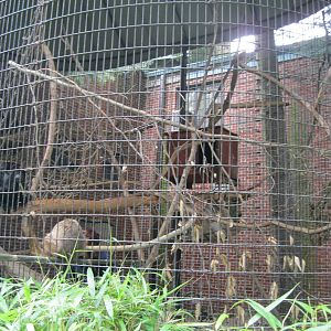 South American Rainforest- Howler Monkey Exhibit
