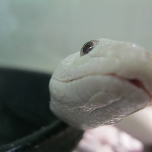 Leucistic Black Rat Snake