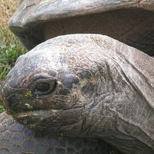Giant Tortoise