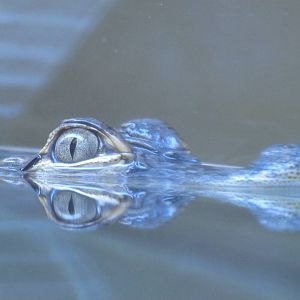 American Alligator Youngster