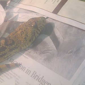 Bull Snake Enjoys Reading Newspaper