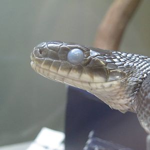 Black Rat Snake