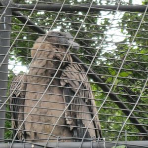 Desmond the Andean Condor