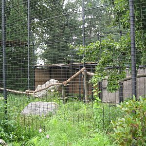 Andean Condor Exhibit