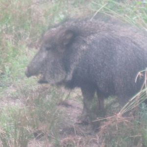 Chacoan Peccary