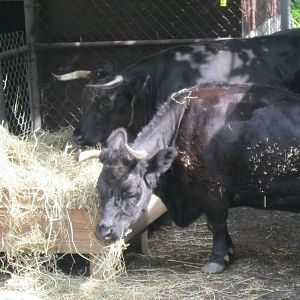 New England Farmyard: Dexter Cattle