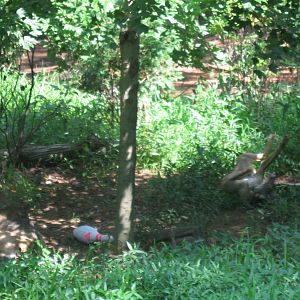 WOLF- Red Wolf Enrichment