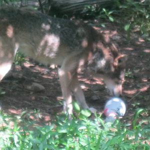 WOLF- Red Wolf Enrichment