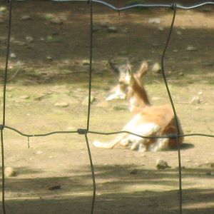 North American Plains- Pronghorn
