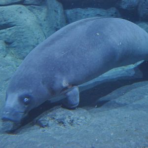West African manatee/ Trichechus senegalensis