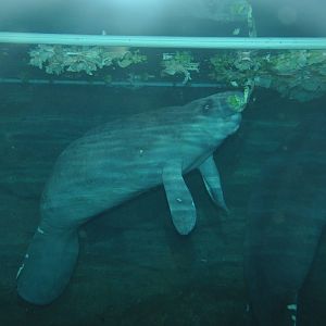 West African manatee/ Trichechus senegalensis