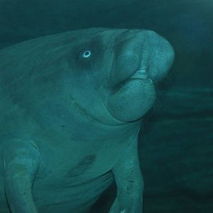 West African manatee/ Trichechus senegalensis