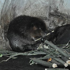 American beaver/ Castor canadensis