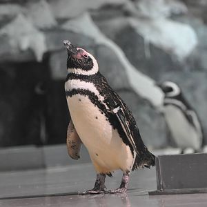 Magellanic penguin/ Spheniscus magellanicus
