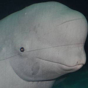 Beluga whale/ Delphinapterus leucas