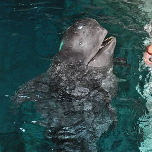 Long-finned pilot whale/ Globicephala melas