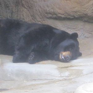 Jul. 2012-American Black Bear