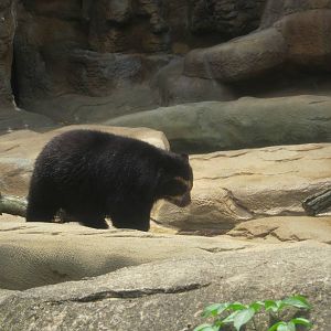 Jul. 2012-Spectacled Bear