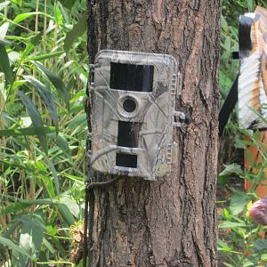 Jul. 2012-Tiger Scratch Post Camera