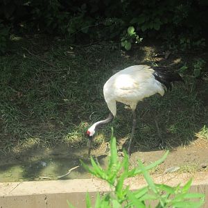 Jul. 2012-Red-crowned Crane
